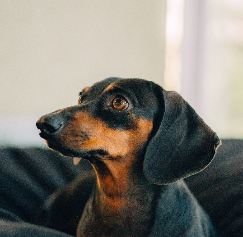 Bem-estar animal: transformando cuidado em propósito