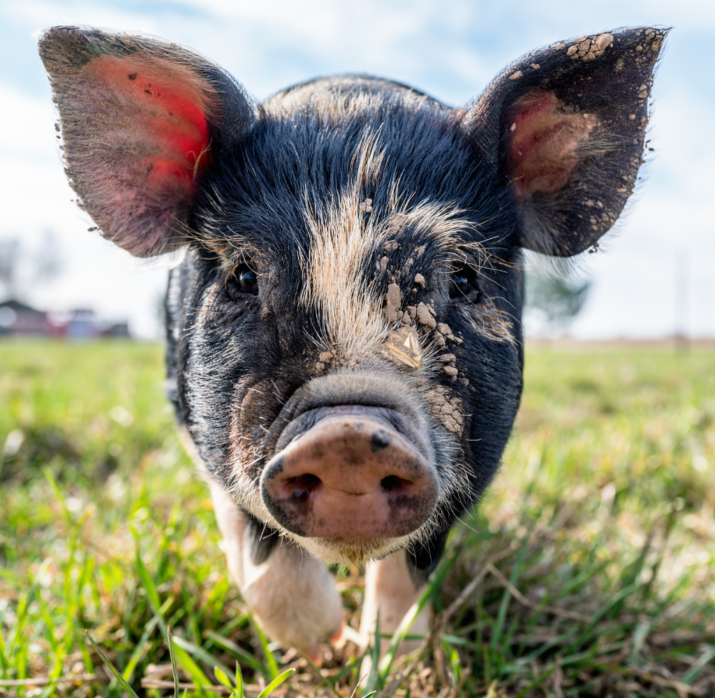 Vitamina para suínos: garanta o crescimento saudável dos seus animais