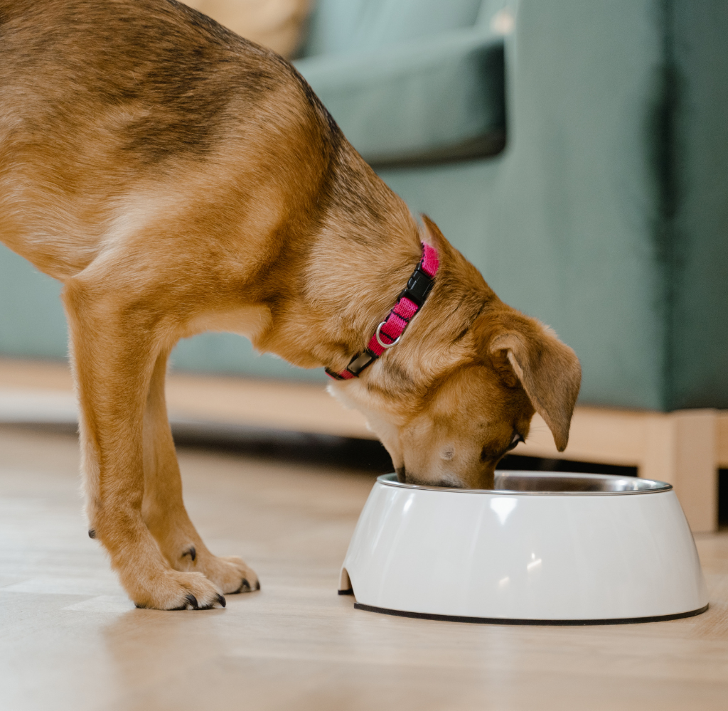 Porque cachorro não pode comer chocolate? Saiba o que fazer se acontecer