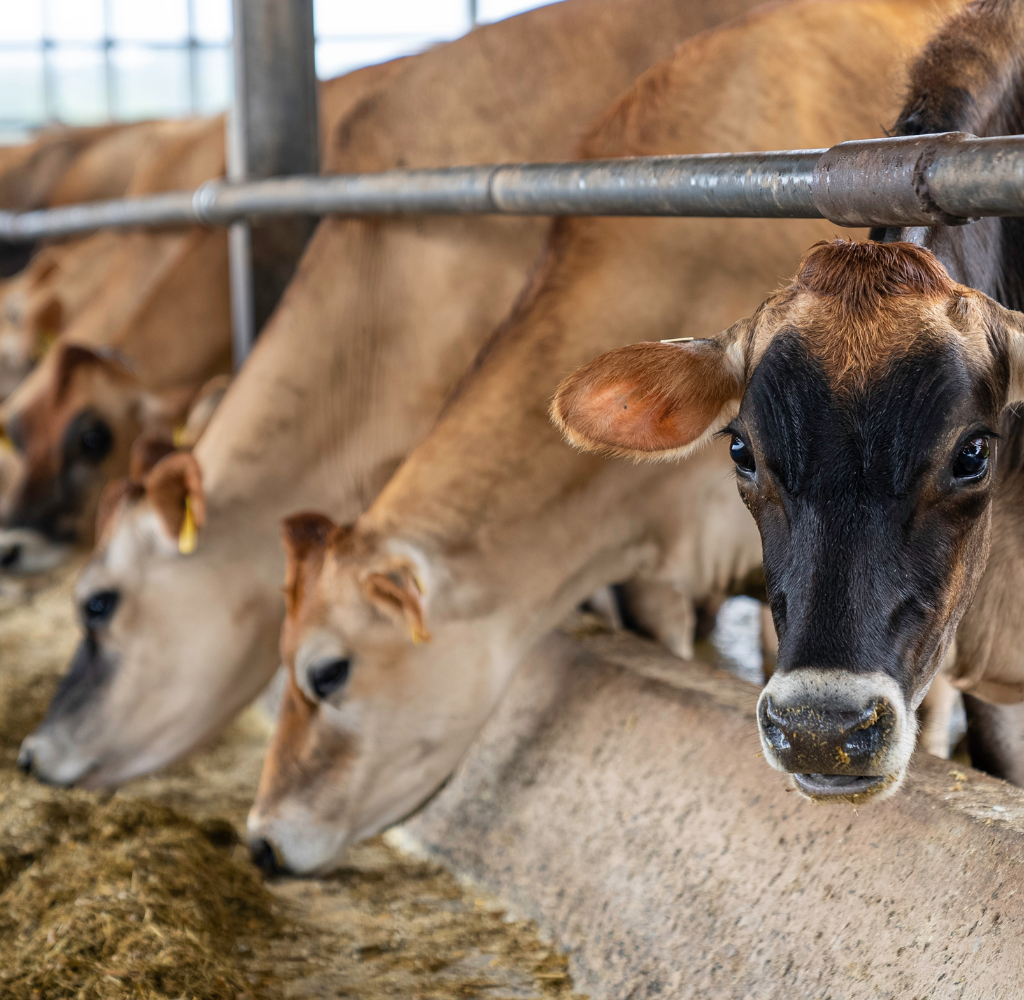 Nutrição animal: como manter seu rebanho saudável com Attack Plus Gado Limpo?