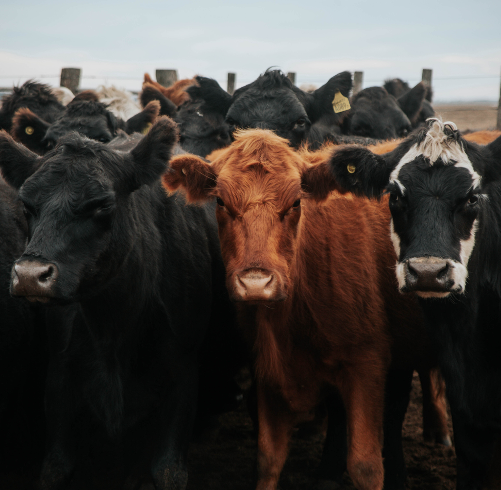 Como eliminar a infestação de carrapatos e manter o seu rebanho saudável