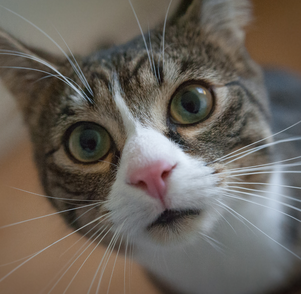 Quando a queda de pelo em gatos merece atenção