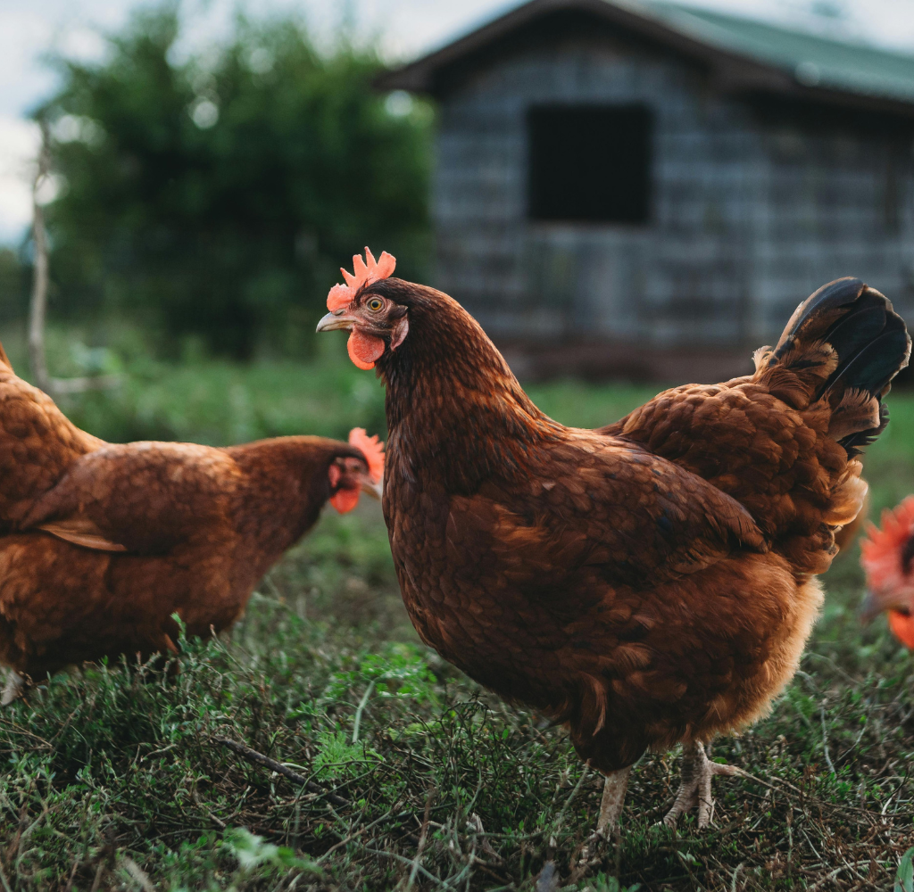 Cuidado e saúde animal: a origem de alimentos mais confiáveis