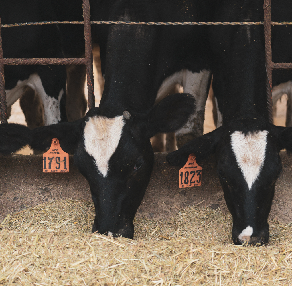 Erros que você pode estar cometendo no uso de enxofre pecuário e como evitá-los