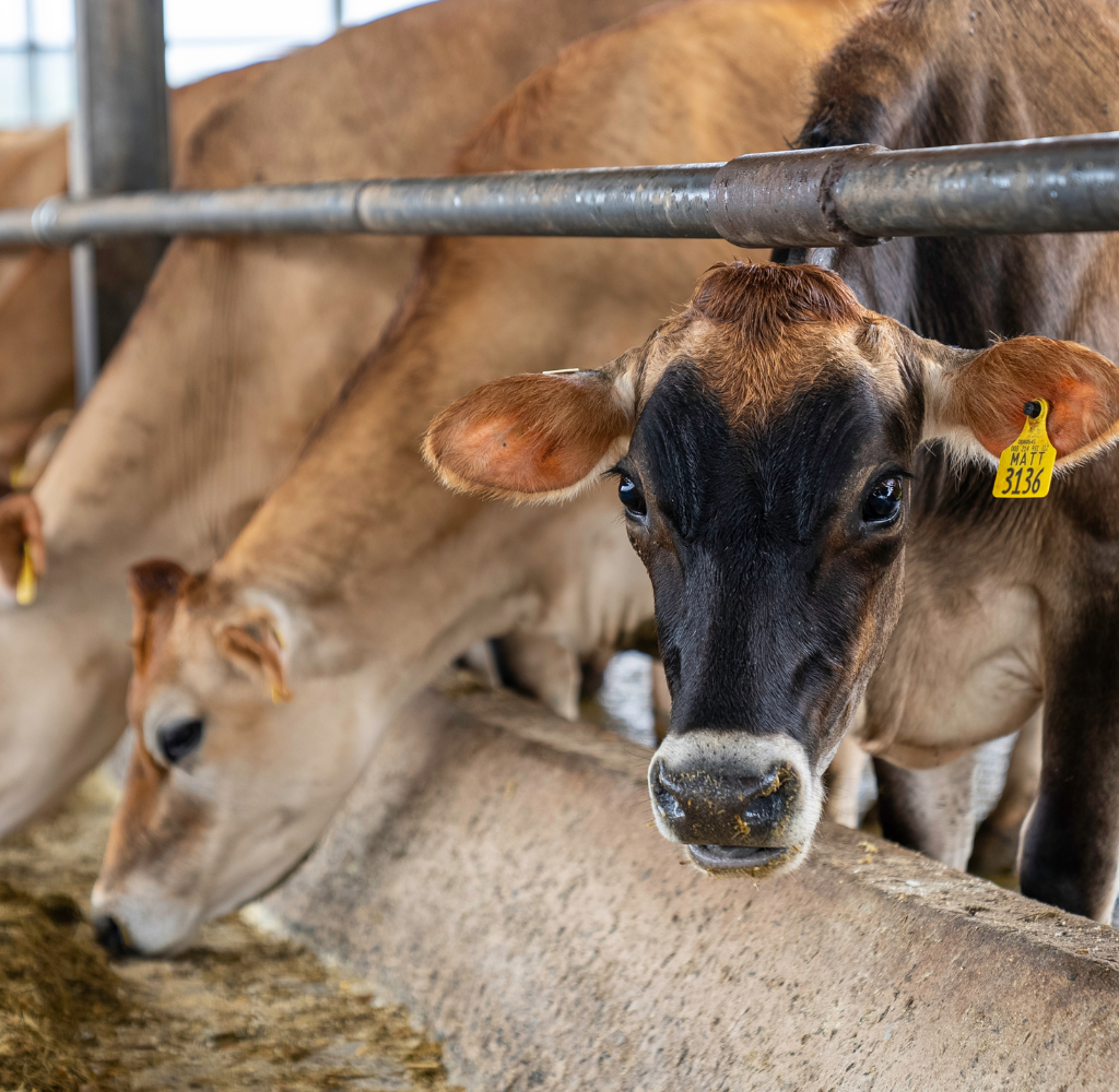 Você está deixando algo passar? Saiba tudo sobre nutrição bovina