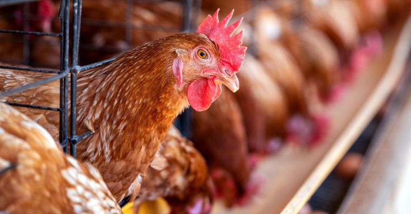 Remédio para aves: erros comuns no manejo diário