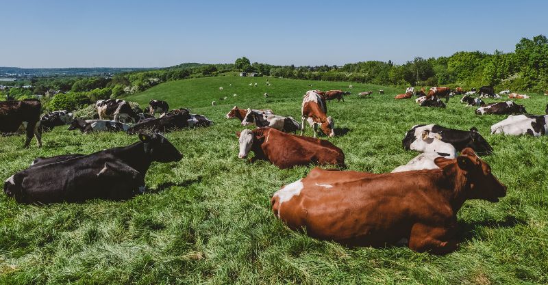 Saúde animal começa antes dos primeiros sinais