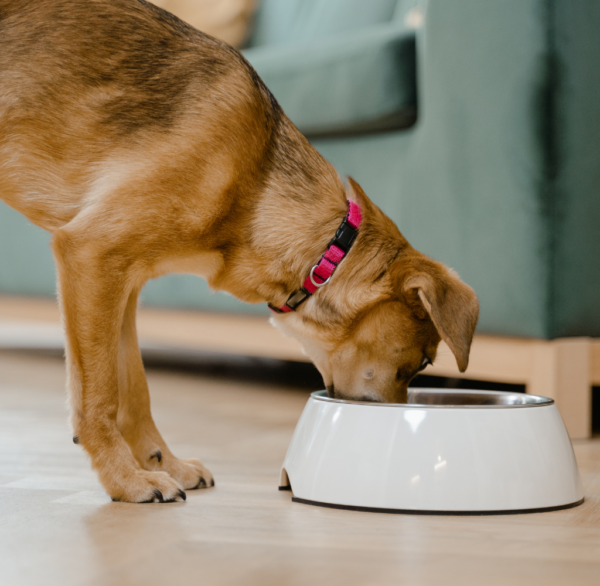 Porque cachorro não pode comer chocolate? Saiba o que fazer se acontecer