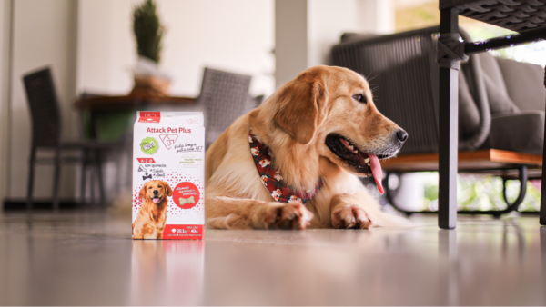 Suplemento animal: como escolher o mais seguro para a imunidade dos seus pets