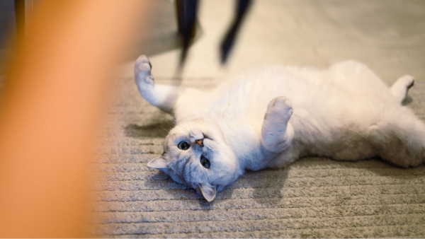 Cuidados essenciais com saúde de gatos