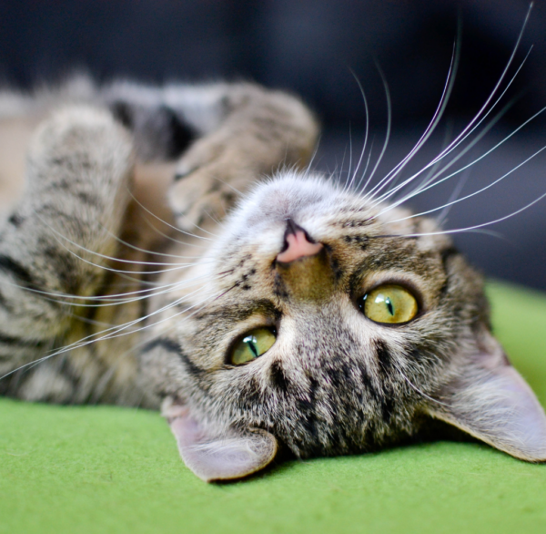 Doenças associadas a parasitas e como a nutrição pode auxiliar no bem-estar dos gatos.